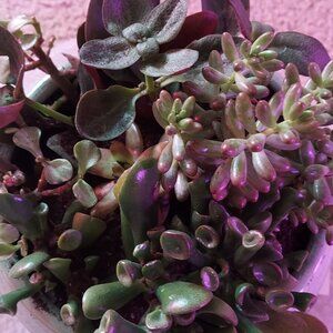 Meet your Posher, Arianna